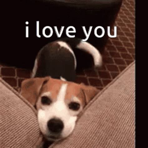 i love you dog gif